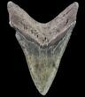 Serrated, Lower Megalodon Tooth - Georgia #80076-2